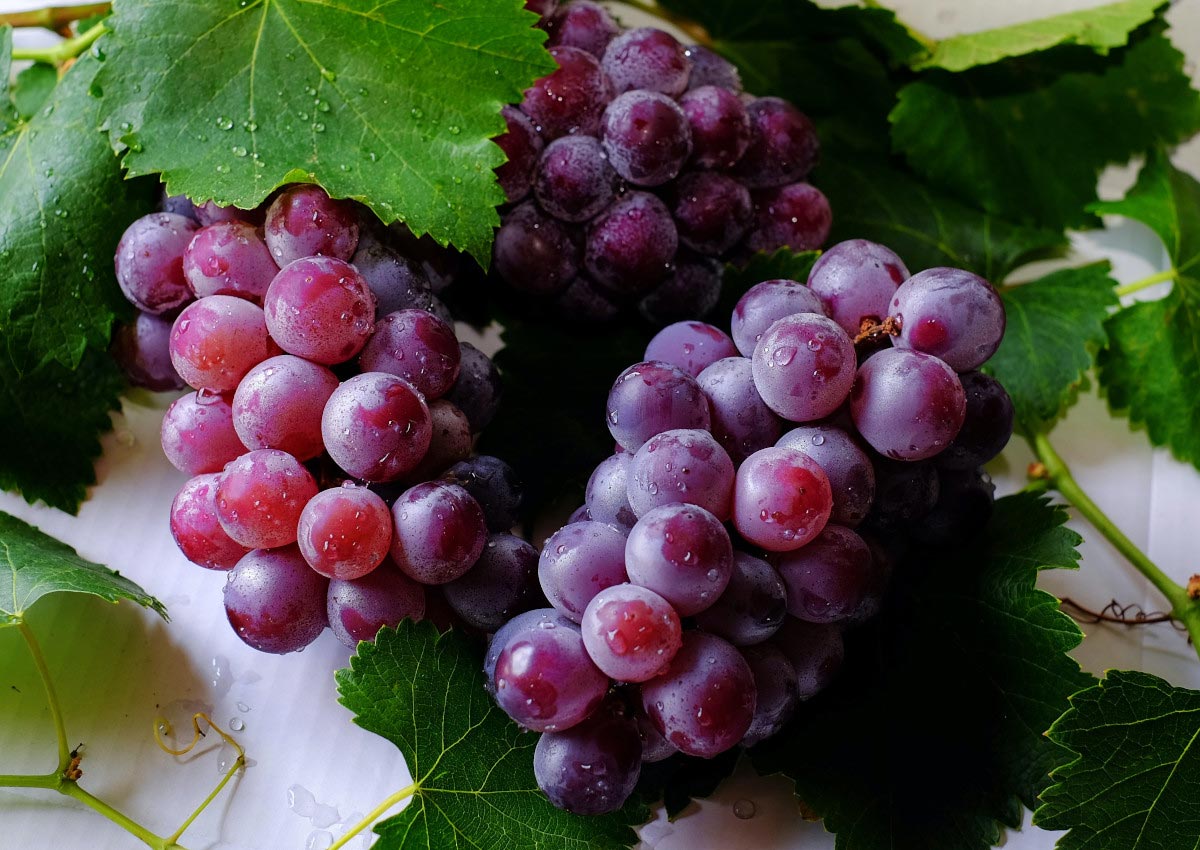 druer vinsmaking